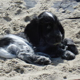 strandfoto