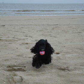 strandfoto
