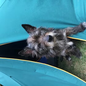Bobby op vakantie