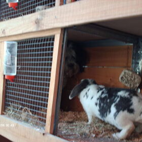 Turbo had zich verstopt in het hok van Sammy