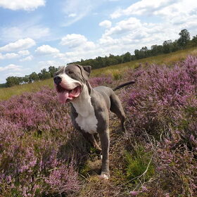 Vakantie op de Heide