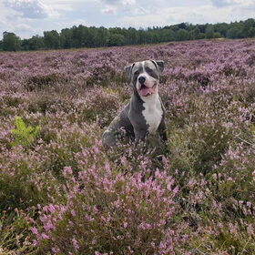 Vakantie op de Heide