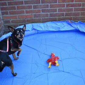 Balou heeft niets met mooi weer, dan haalt het vrouwtje het…