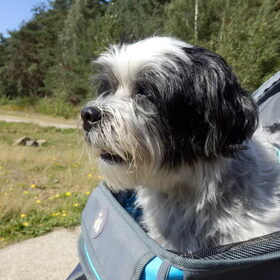 Spaiky in de buggy