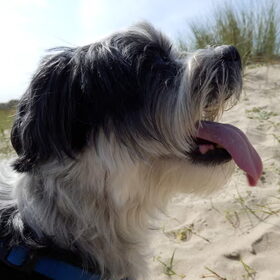 Spaiky aan het strand