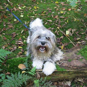 Kai in het bos