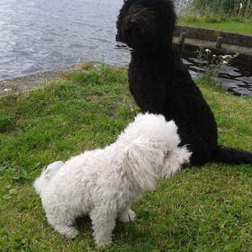 De eerste zomer van Black, nog samen met Freggle.