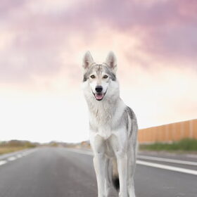 Op de weg
