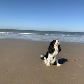 Indy in Cadzand.