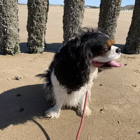 Indy in Cadzand.