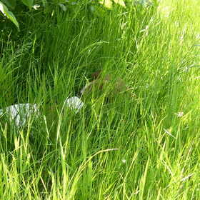 Spikey in het hoge gras
