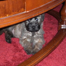 Bram onder de tafel
