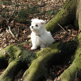 masha in het bos