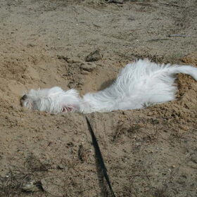 Verstoppen in het zand