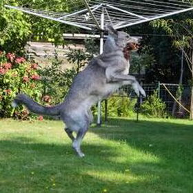 guus in actie