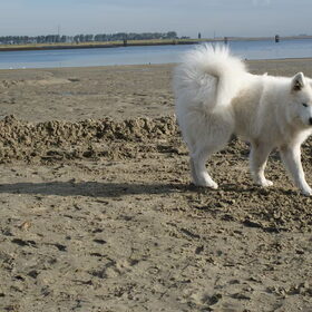 Genieten op het strand he vrouwtje