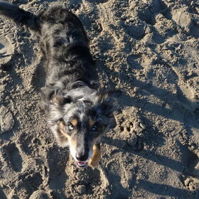 zien jullie dolly?