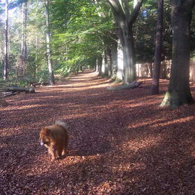 herfst hond