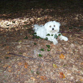 rambo in bos