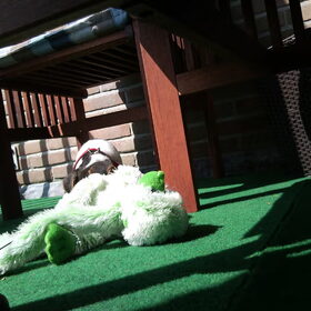 deejay met knuffel