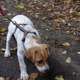 Buddy & herfst