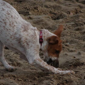 buddy op het strand!