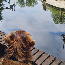 Samen kijken bij de Berberaapjes