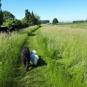 Hoogzomer
