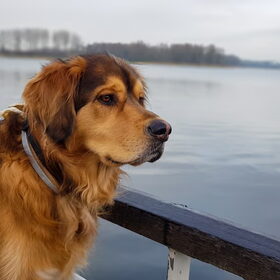 Mistige ochtend aan het meer