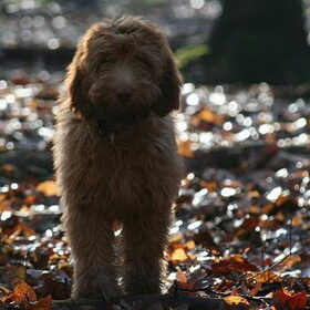 Arwen in het bos