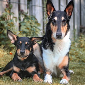 Collie kelpie crew