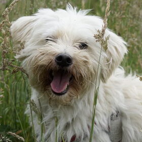 knap koppie