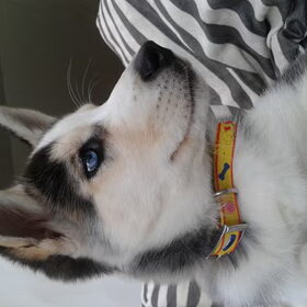 Puppyface!
