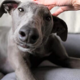 De geheime 'knop' voor Dobby-oortjes