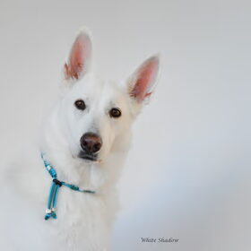 White Shadow