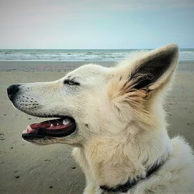 Stig aan zee