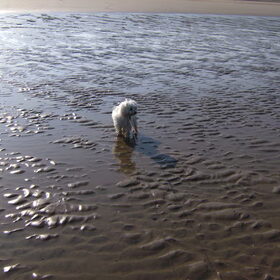rambo aan zee bredene