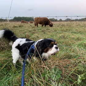 Snuffelen.