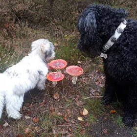Mooie paddenstoelen