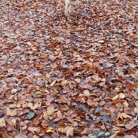 Jess in herfstkleur