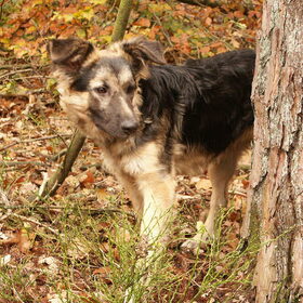Esha als pup, 4,5 maand