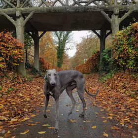 Op wandeling naar het kasteel
