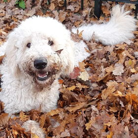 Hoera het is herfst!