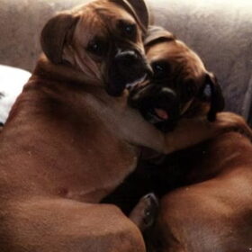 Boxerliefde