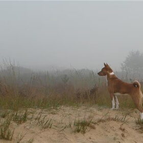 Duinen