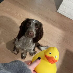 Dolci & the rubber duckie