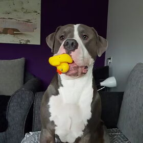 rubber duckjes zijn ook nooit veilig