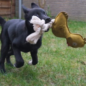 Ducky haar goede vriend