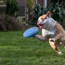 Frisbee vangen is mijn ding