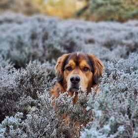Heide is ook in de winter prachtig